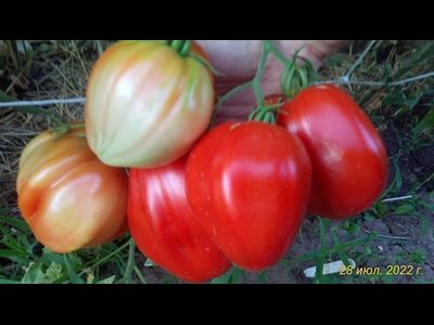 Томат Мамино сердце (Mom’s Heart) Румыния