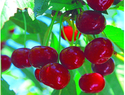 Сеянец №1(вишня)