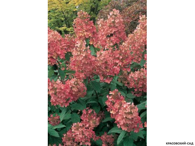 Гортензия метельчатая Пинк Даймонд