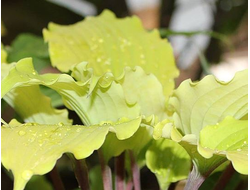 Хоста Valley's Pavlova