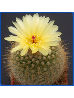 Notocactus scopa v. glauserianus