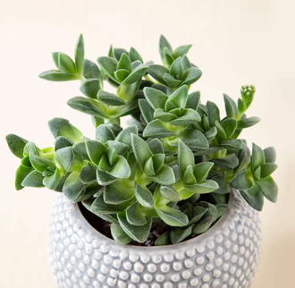 Крассула Спрингтайм, Crassula Springtime, Крассула Весна, букет невесты ...
