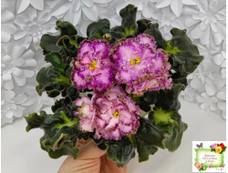 ЛЕ-Пряная Корица (Е. Лебецкая) 2020 г.