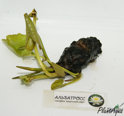 Нимфея Блэк Принцесс