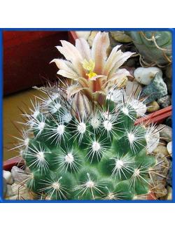 Escobaria robertii LX 184