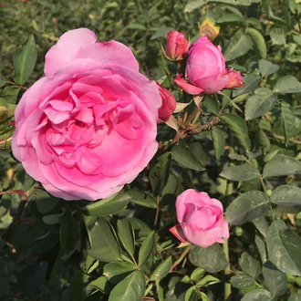 Цветочный воск Роза столистная (Rosa centifolia) 10г