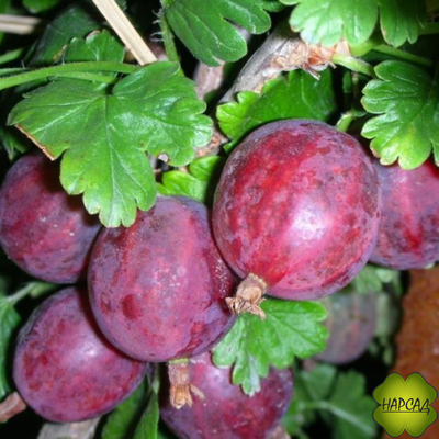 Крыжовник "Колобок" (сочный, слабошипованный, неприхотливый) ВЗРОСЛЫЙ КУСТ С ЯГОДАМИ