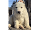 Кобель 5. ИРДЖЕН. Продан г. Туринск