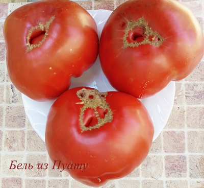Томат Бель из Пуату (Belle du Poiton, Красота Пуату)