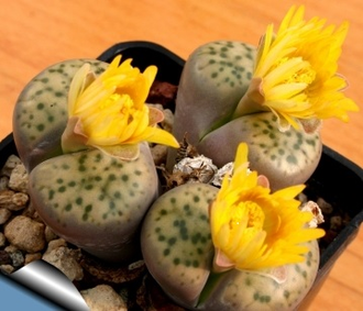 Lithops fulviceps v.laevigata C412 - Pofadder (MG-1593.2)  - 10 семян