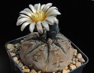 Gymnocalycium esperanzae VG-1241 - 5 семян