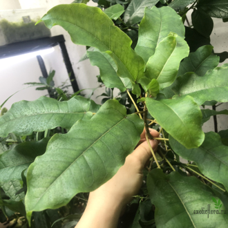 Ficus tremula / фикус тремала