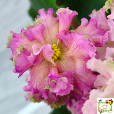 ЕК-Линжери (Е. Коршунова) 2021 г.