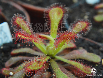 Drosera Coccicaulis