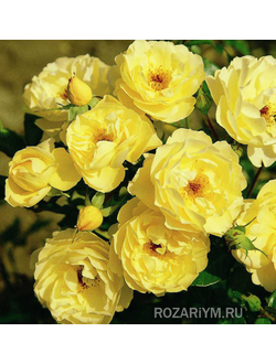 Роза - Зонненшир (Sonnensсhirm)