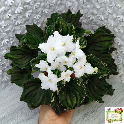 LV-Девятый Вал (Л. Шевелева) 2024 г. трейлер (пестролистный клакамас)