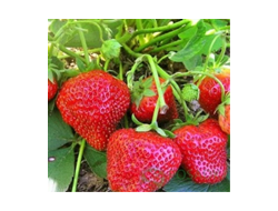 Королева Елизавета 2