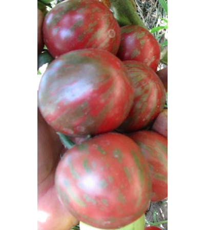 Томат Фиолетовая яшма (Цзы-Ю, Tci U, Китай)