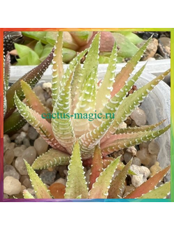 Haworthia attenuata f. variegata