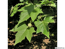 Платан кленолистный - Acerifolia