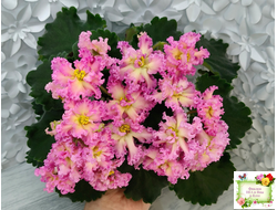 РМ-Богиня Солнца (Н. Скорнякова) 2019 г.