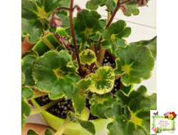 Skagit Victory Trails (W. Lindstrom)  (5659) 01/30/1984 трейлер