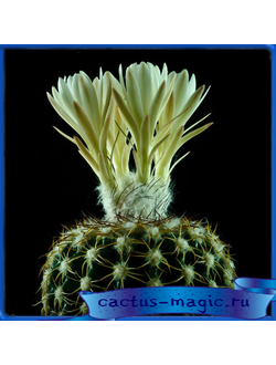 Discocactus magnimammus HU 324
