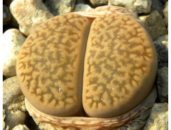 Lithops hookeri v.marginata C035 (Чехия)