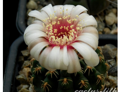 Gymnocalycium stellatum v.kleinianum ? - 5 семян