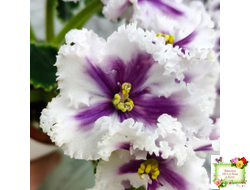 МТ-Сладкая Фантазия химерный спорт