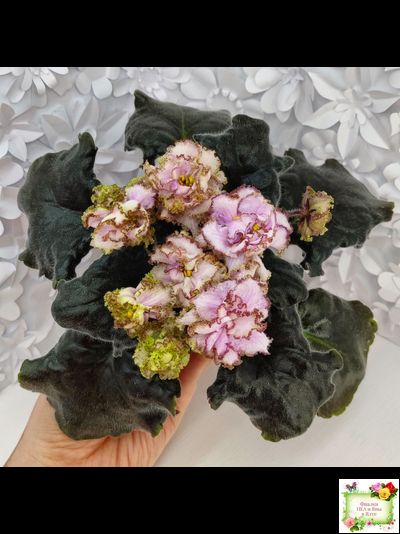 БР-Кудряшка (С. и Н. Буркацкие) 2021 г.