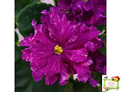 АВ-Тайны Востока (Фиалковод) 2022 г.