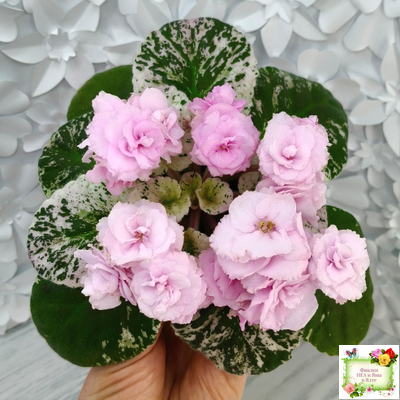 Rose Bouquet (G.T.Smith) (9028) 04/12/2001