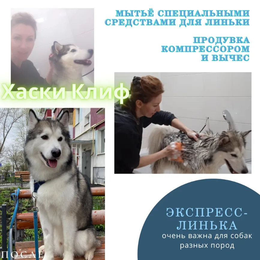 Хаски КЛИФ 