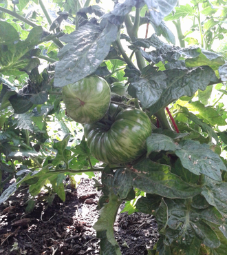 Семена томата Жар-птица сладкая Гном