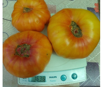 Томат Желтый камень (Yellow Stone)