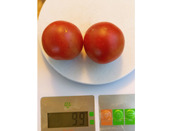 Томат Гном Бандаберг Рамболл (Dwarf Bundaberg Rumball)