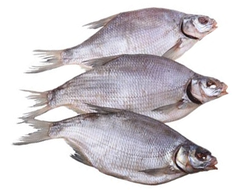 Лещ Цимлянский