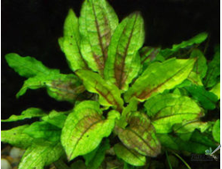 Криптокорина Зеленый Геккон