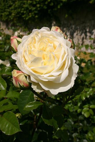 Транквилити (Tranquillity (Ausnoble)) роза, С2,10-20