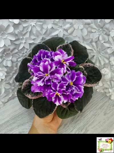 ВаТ-Морской Стиль (Т. Валькова) 2019 г.