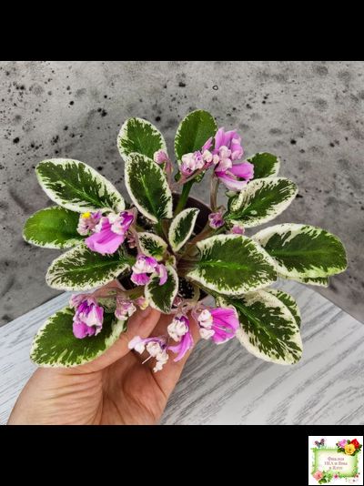 Hodss-Cassandra (Яна Ходченко) 2020 г. (пестролистный лонг с бастл-листвою)