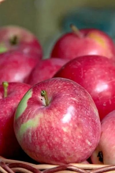 Яблоня Слава победителям (летн.)