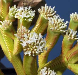 Crassula pyramidalis