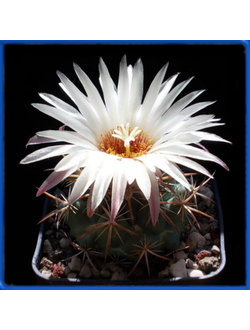 Coryphantha jalpanensis PP 652