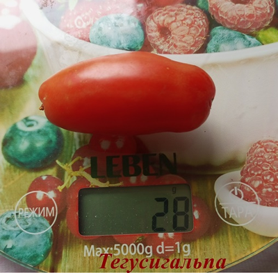 Томат Тегусигальпа (Tegucigalpa)