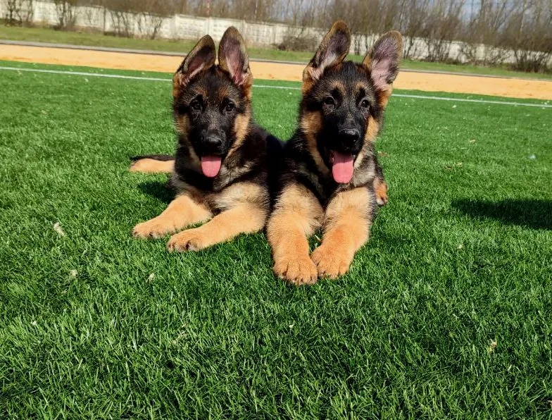 Шанталь с братом 3 мес