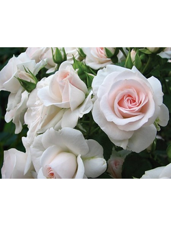 Роза флорибунда Аспирин