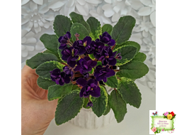 ЛЕ-Мия (Е.Лебецкая) 2018 г. (стартер)