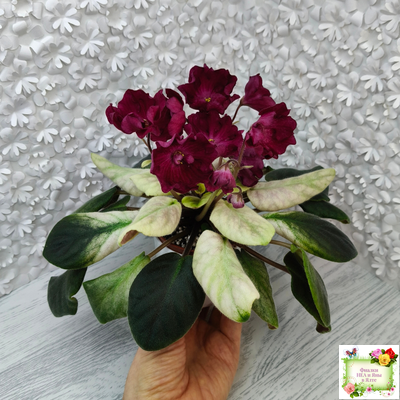 ЕК-Лампа Желаний (Е. Коршунова) 2021 г.